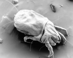 fall allergies dust mites