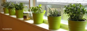windowsill herb garden 1